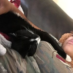 My Brothers Cat